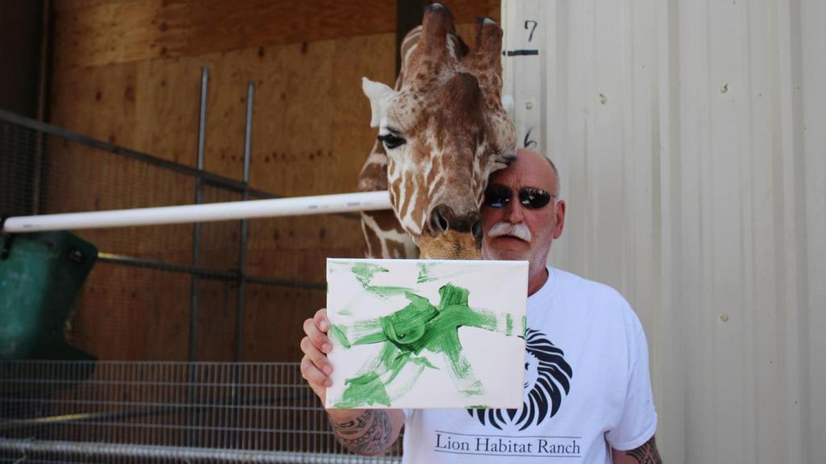 Fotografía del 21 de mayo de 2017, del presidente y propietario del Lion Habitat, Keith Evans, quien posa junto a la jirafa Ozzie y uno de sus dibujos en el interior del santuario animal ubicado a unas 16 millas al sureste de Las Vegas, Nevada.