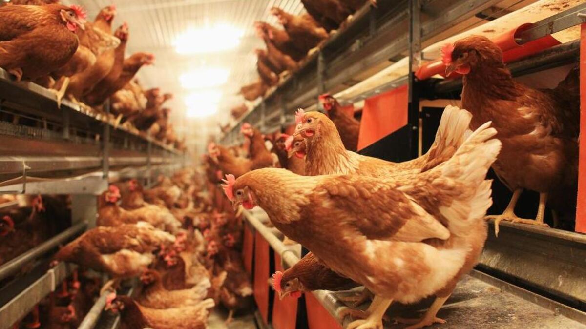 El pollo se sienta en tonel en una granja avícola acreditada orgánica en Elstorf, Alemania.