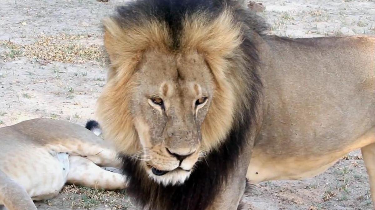 
La muerte del León Cecil en Zimbabue ha desatado una gran investigación que implica ahora a dos estadounidenses.
