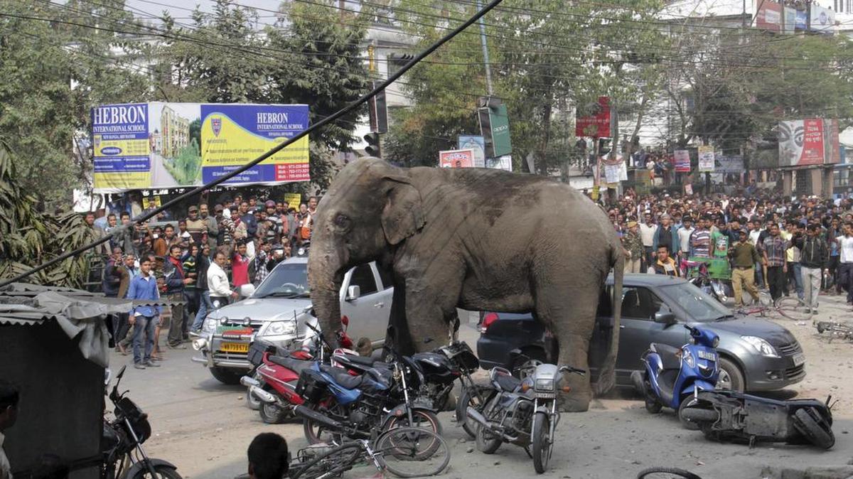 Un elefante salvaje entró el miércoles en la ciudad de Siliguri, donde sembró el pánico entre la población.