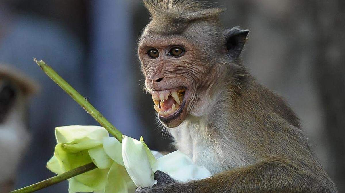 A pet monkey, not the one pictured, has been terrorizing a small town Tennessee neighborhood, leaving residents on edge.