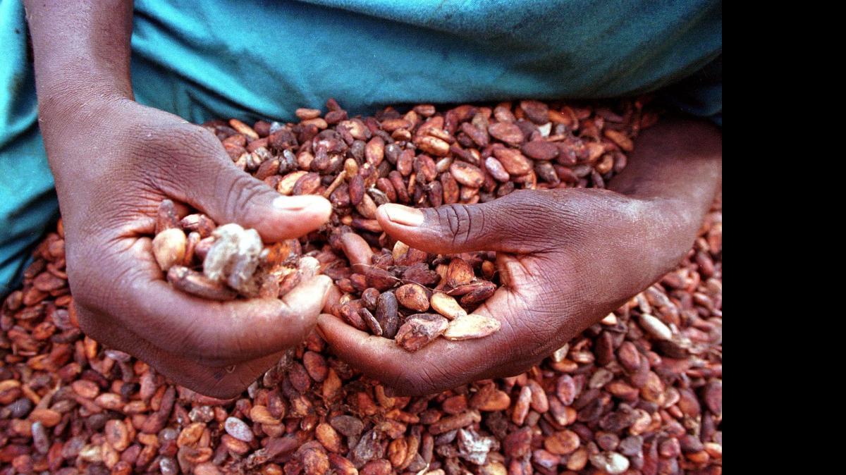 
Manos de un joven trabajador escogiendo granos de cacao en una plantación de Costa de Marfil.
