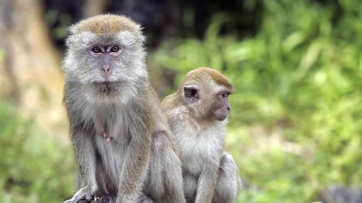 Macaque monkeys from Java that were photographed at Monkey Jungle in 2008. They are similar to the Macaque monkeys from Cambodia in the 2024 case in which a Cambodian official was acquitted of smuggling the monkeys into the United States.