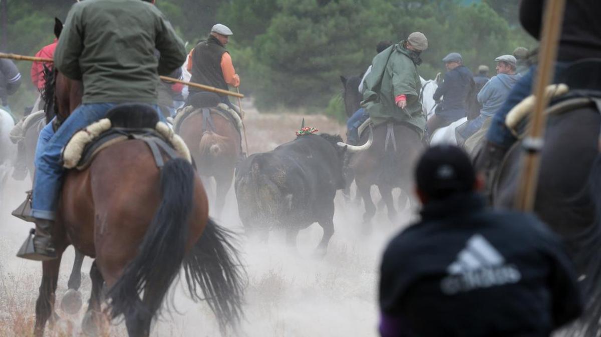 
Documentada hace más de cinco siglos y reglamentada por la Junta de Castilla y León, esta justa medieval enfrenta a uno de los toros del calendario taurino, que en 2015 ha sido el astado "Rompesuelas", de la ganadería del Conde de la Corte y 640 kilos de peso, contra mozos a pie y a caballo que intentan abatirlo con lanzas.
