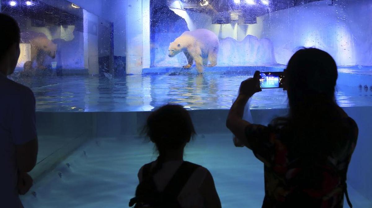 Fotografía facilitada por Humane Society International (HSI), de algunas personas haciendo fotografías a Pizza, el oso polar encerrado en un centro comercial de la ciudad china de Cantón (sur) cuya salud mental se ha visto deteriorada, según denuncian activistas en defensa de los animales.