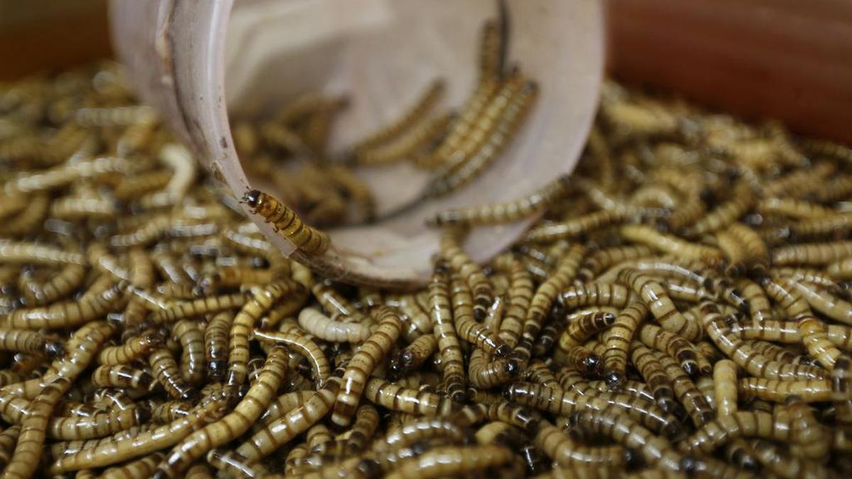 Gusanos de la harina negros y dorados que son desarrollados en Rainbow Mealworms, California, el 1 de septiembre del 2015.