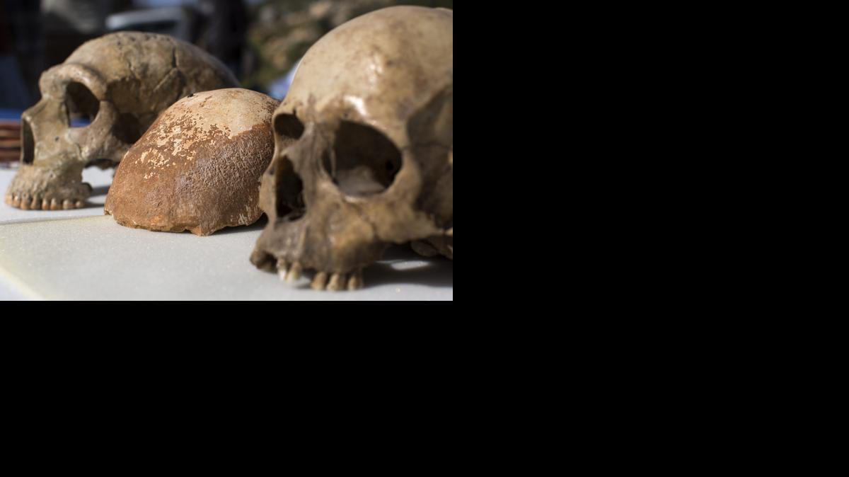 
Vista del cráneo encontrado de un Homo Sapiens (c), colocado entre el de un Neanderthal (i) y el cráneo completo de la misma especie (d), expuestos en la cueva de Manot, en Galilea Occidental, Israel, el  miércoles 28 de enero de 2015. El cráneo central, que data de hace 55.000 años, sugiere que pudieron pasar por allí los primeros Homo Sapiens que más tarde colonizaron Europa, según ha publicado la revista británica "Nature". 
