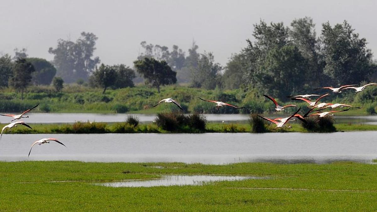 Esta foto de archivo tomada el 15 de junio, 2009 muestra flamencos rosados que vuelan en el Parque Nacional de Doñana, el sur de España.
