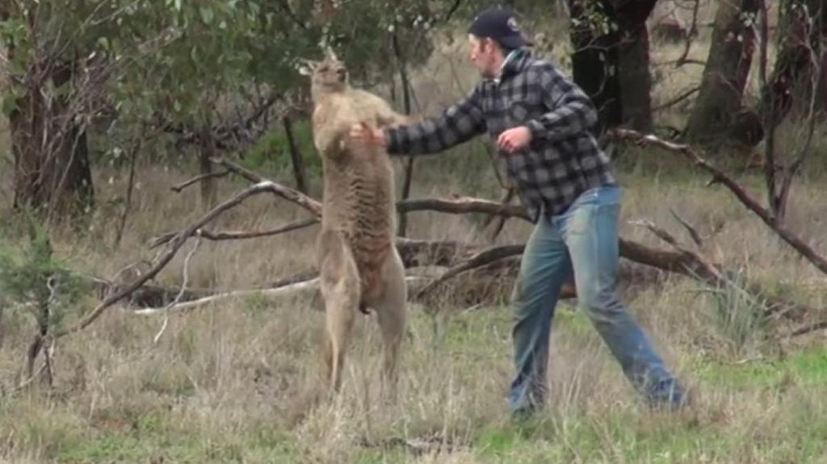 El momento en que el cazador le propina un golpe en el hocico al canguro.