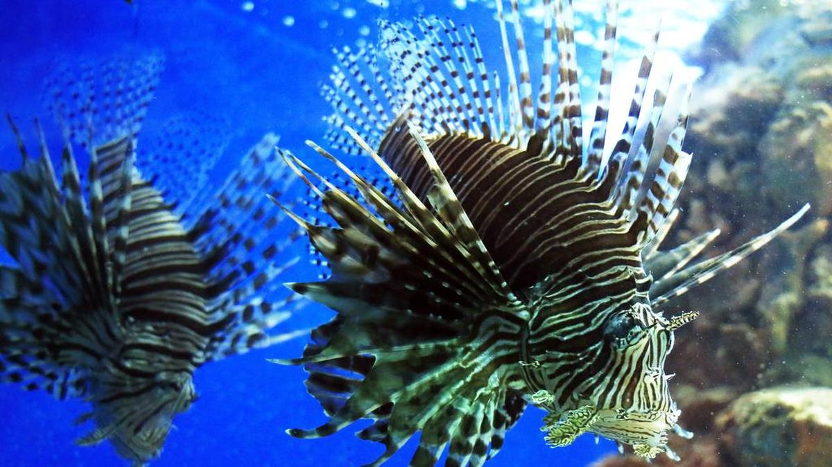 
Fotografía de dos peces león en el Centro de Investigación, Educación y Recreación CEINER del Oceanario Islas del Rosario, ubicado en la isla San Martín de Pajares (Colombia). 