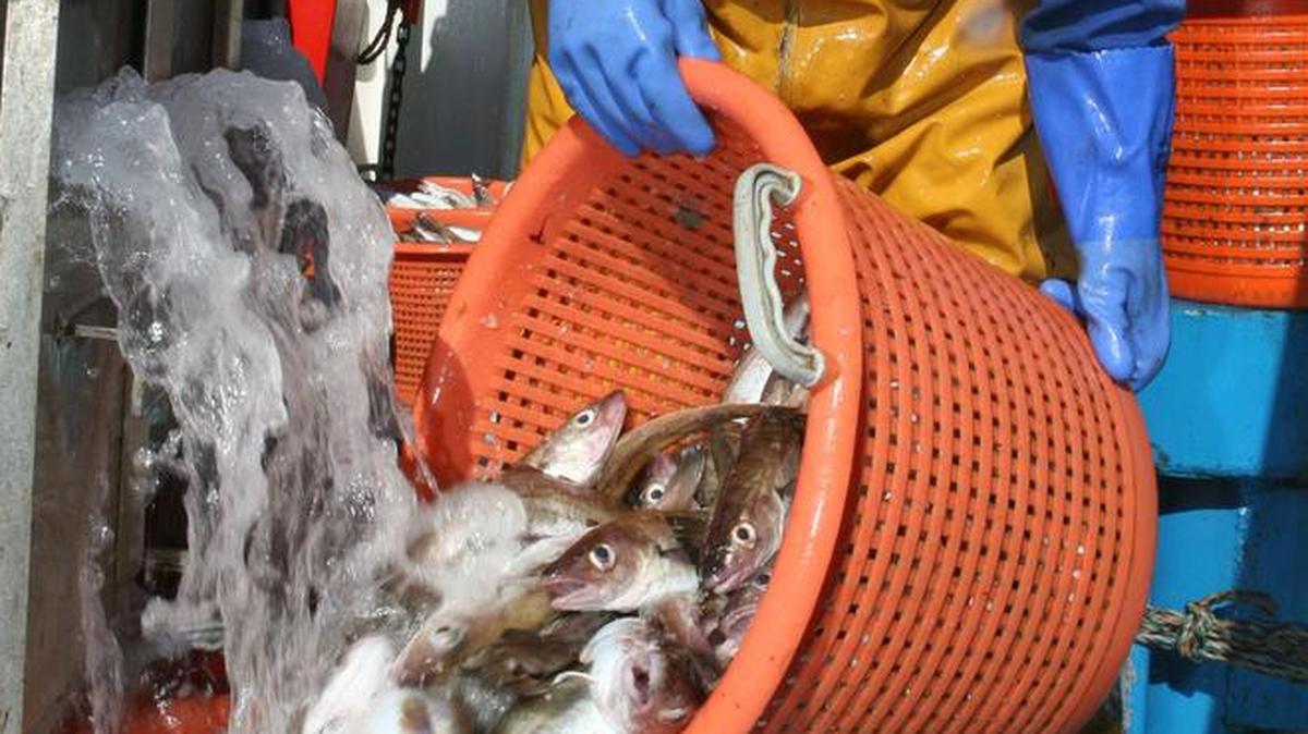 Pescadores británicos y franceses renovaron el miércoles un acuerdo sobre la pesca de la vieira frente a las costas de Normandía.