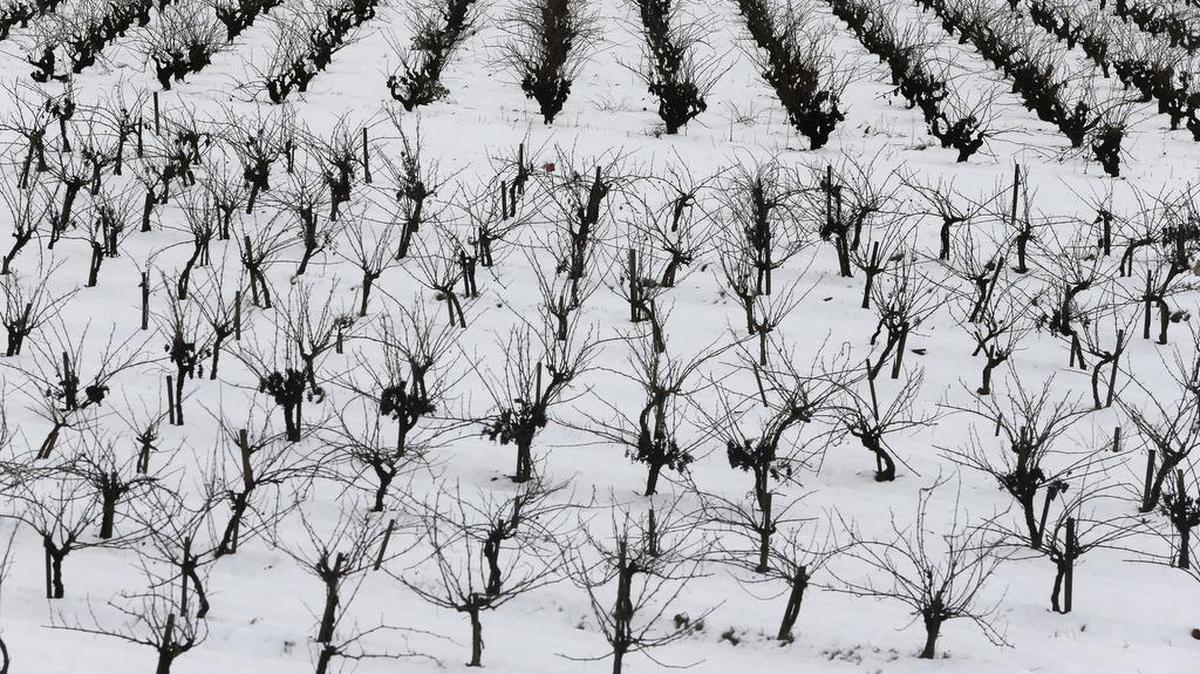 Vista general de un campo de viñas en Requena (Valencia) completamente cubierto de nieve a causa de la intensa nevada sufrida en la zona desde la tarde de ayer.