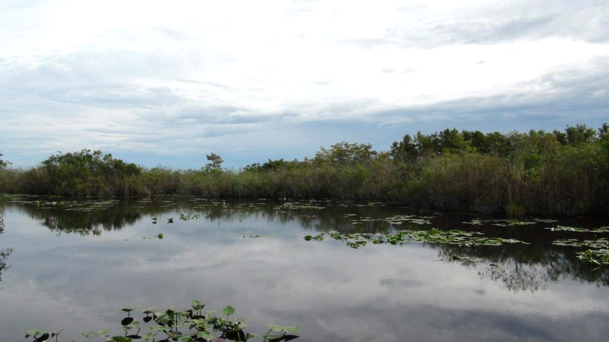
Fotografía de una zona de los Everglades en el sur de Florida. Es una inmensa pradera de marismas bajo asedio en el sur de Florida. Dos veces mayor que el estado de Nueva Jersey, el humedal de los Everglades hace parecer el Serengueti un pequeño zoo al lado de este ecosistema convertido hoy en el gran test de la lucha contra el cambio climático. 
