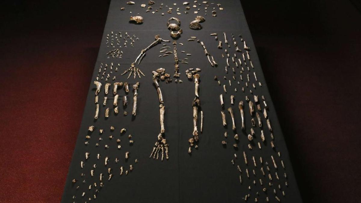 
La nueva especie fue bautizada Homo naledi (“estrella” en sesotho, una lengua local sudafricana) y clasificada dentro del género Homo al que pertenece el hombre moderno.
