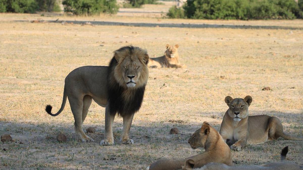
El león Cecil con parte de su manada en una foto tomada en noviembre de 2012, en el Parque Nacional Hwange, en Zimbabue.
