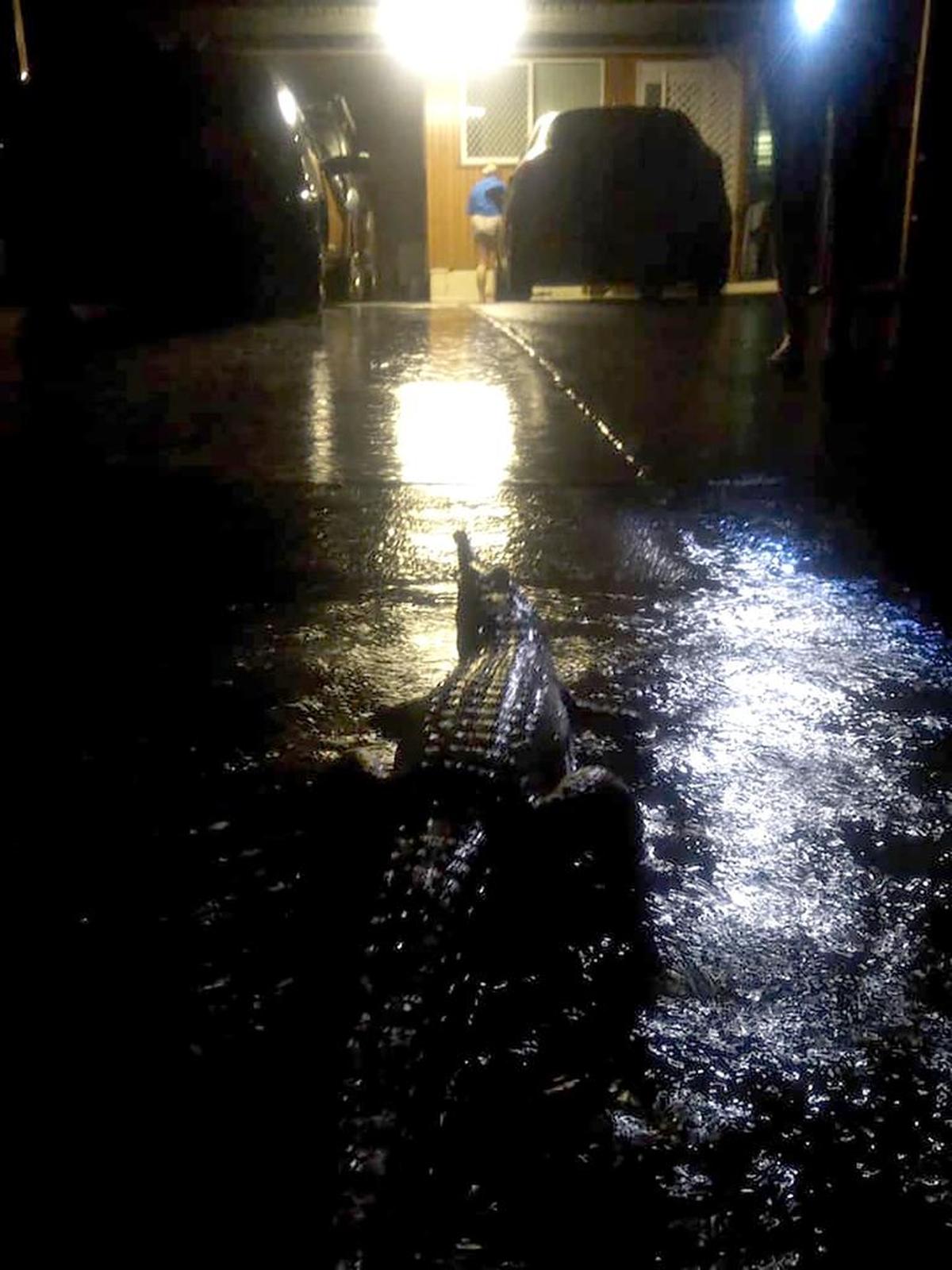 Una foto de la foto tomada por Erin Hahn el 3 de febrero de 2019 muestra un cocodrilo durante las inundaciones en Townsville.
