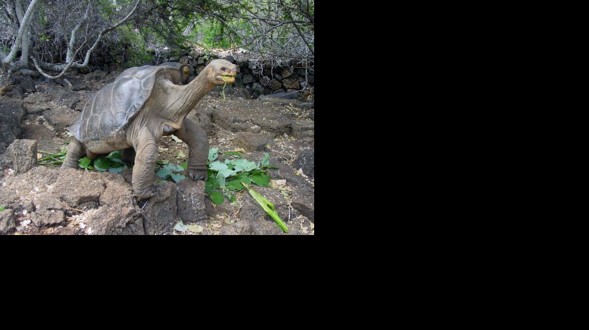 
Fotografía cedida sin fecha de el "Solitario George", el último espécimen conocido de tortuga gigante de Isla Pinta (Galápagos).
