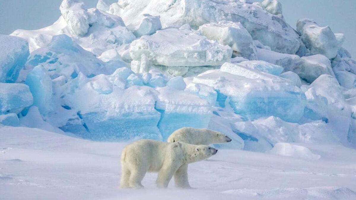Dos osos polares pasan por una cresta de hielo marino en el Océano Ártico más allá de Utqiagvik, Alaska, el 12 de abril del 2019.