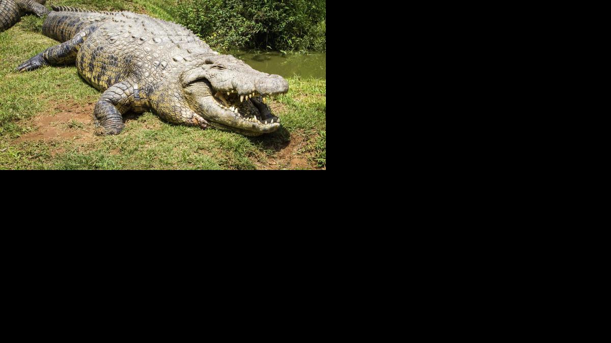 
 Fotografía facilitada por el centro Crocworld, del popular Henry, el cocodrilo más longevo del mundo, que cumple hoy 114 años en el Centro de Conservación Crocworld de Scottsburgh, en la provincia oriental sudafricana de KwaZulu-Natal, donde se celebrará su aniversario "con globos y tarta" para todos los que se acerquen a felicitarle. EFE/Carolann Muller 
