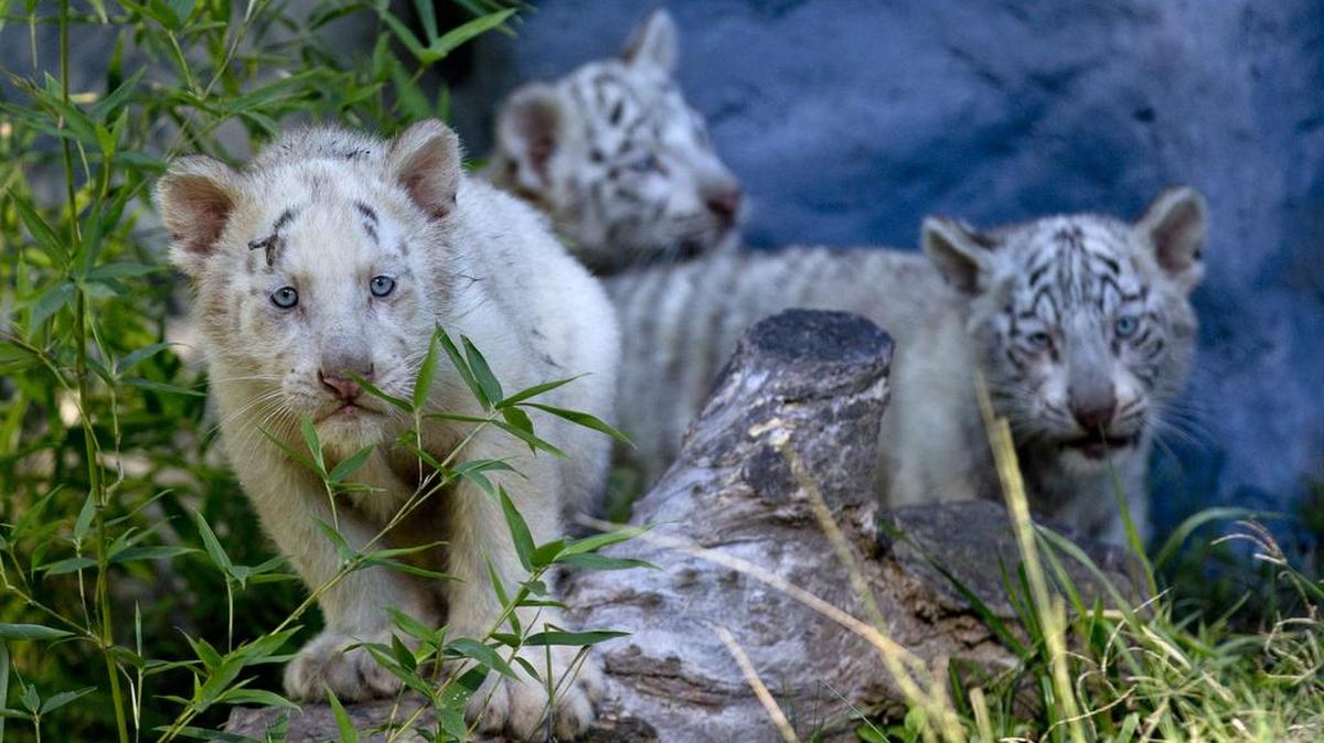 Foto de archivos de cachorros de tigres de Bengala en Buenos Aires.