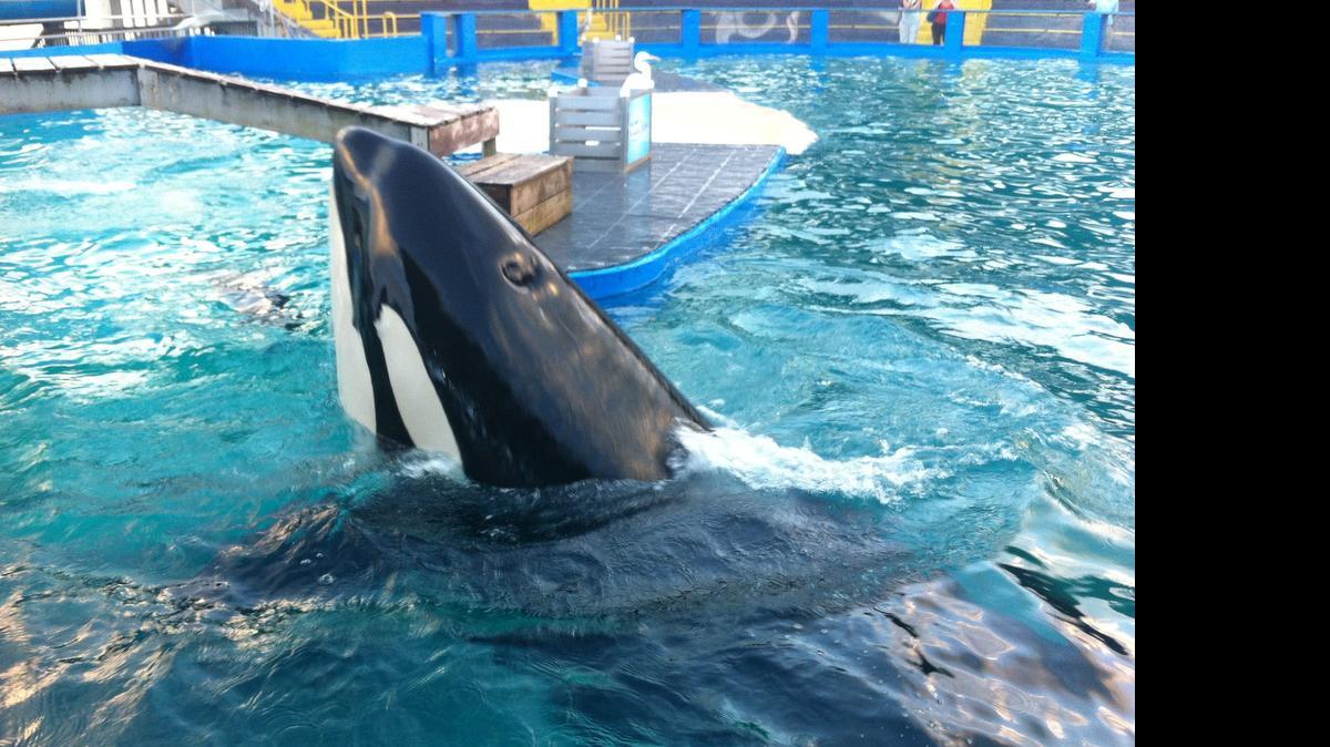 
Fotografía de archivo de la orca Lolita durante uno de sus espectáculos en el Miami Seaquarium en Florida, que anunció que sus adiestradores no podrán estar en el agua durante los espectáculos acuáticos con la popular orca, que lleva 45 años confinada en un tanque de agua y es una de las principales atracciones de este parque acuático.
