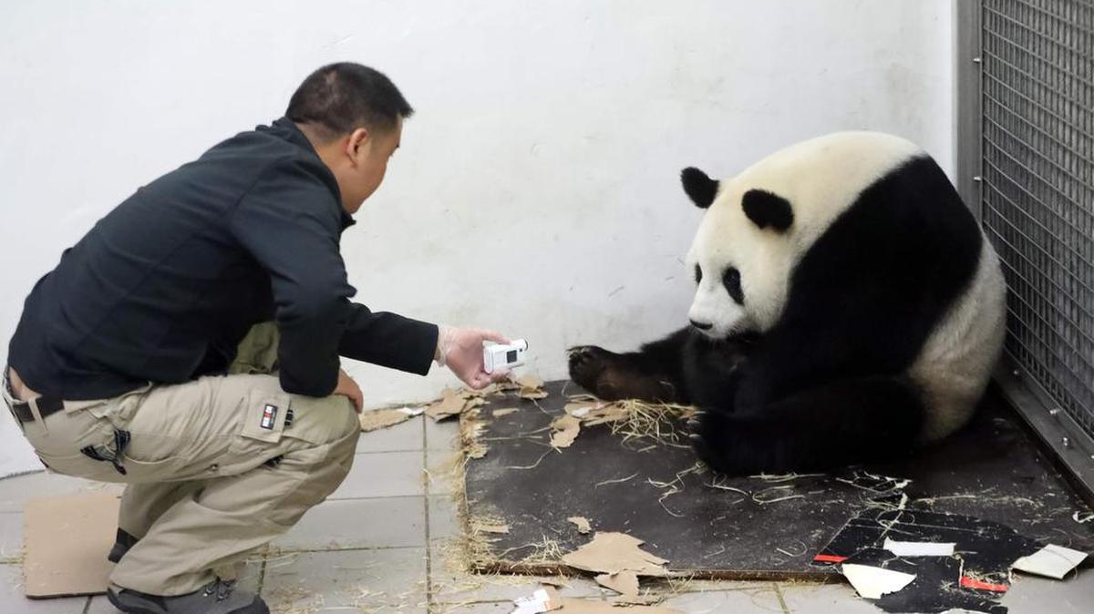 Hao Hao, la osa panda prestada por China en 2014 al zoológico belga de Pairi Daiza, dio a luz el miércoles por la noche.