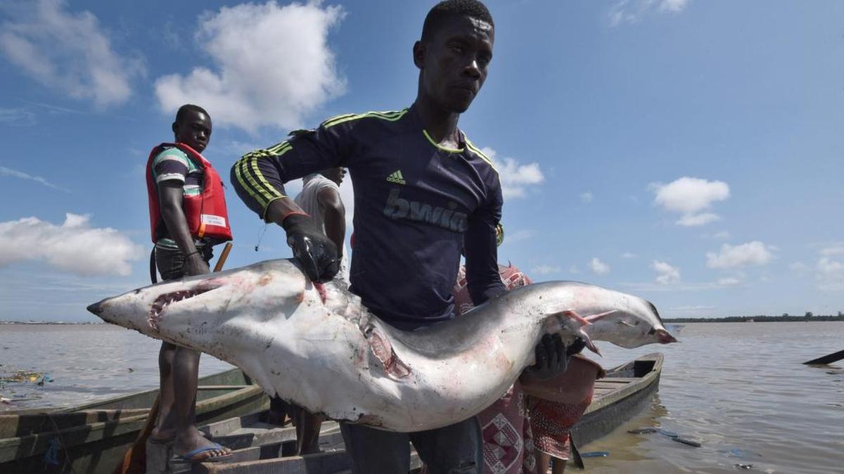 Un hombre carga un tiburón con aletas de un barco pesquero en el puerto pesquero laguna Ebrié en Abobo Doumé, Abiyán, el 29 de septiembre de 2016.