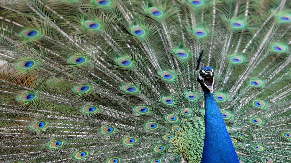 FOTO DE ARCHIVO - Un pavo real macho muestra sus plumas y las sacude para atraer la atención de las hembras en Gut Aiderbichl en Henndorf, provincia austríaca de Salzburgo, el sábado, 26 de abril de 2014.
