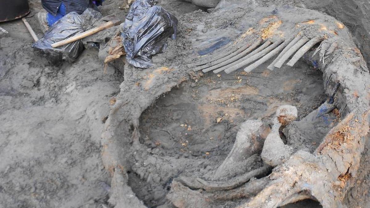 En esta foto sin fecha suministrada por los investigadores el 12 de enero de 2016, el voluntario Sergey Gorbunov trabaja en el sitio de la excavación de un cadáver de mamut en Siberia región norte de Rusia, cerca del mar de Kara. Los restos de hace unos 45.000 años han puesto de manifiesto el signo más antiguo conocido de los seres humanos en el Ártico. Las marcas en los huesos indican que la criatura fue apuñalada y masacrada. La punta de un colmillo fue dañada de una manera que sugiere actividad humana, tal vez para hacer herramientas de marfil.