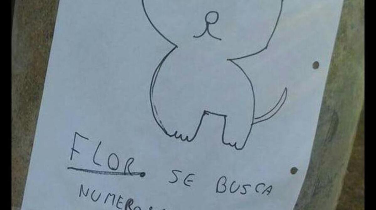 Fotografía distribuida en las redes con los carteles que buscan a 'Flor', la perrita perdida de Córdoba. 