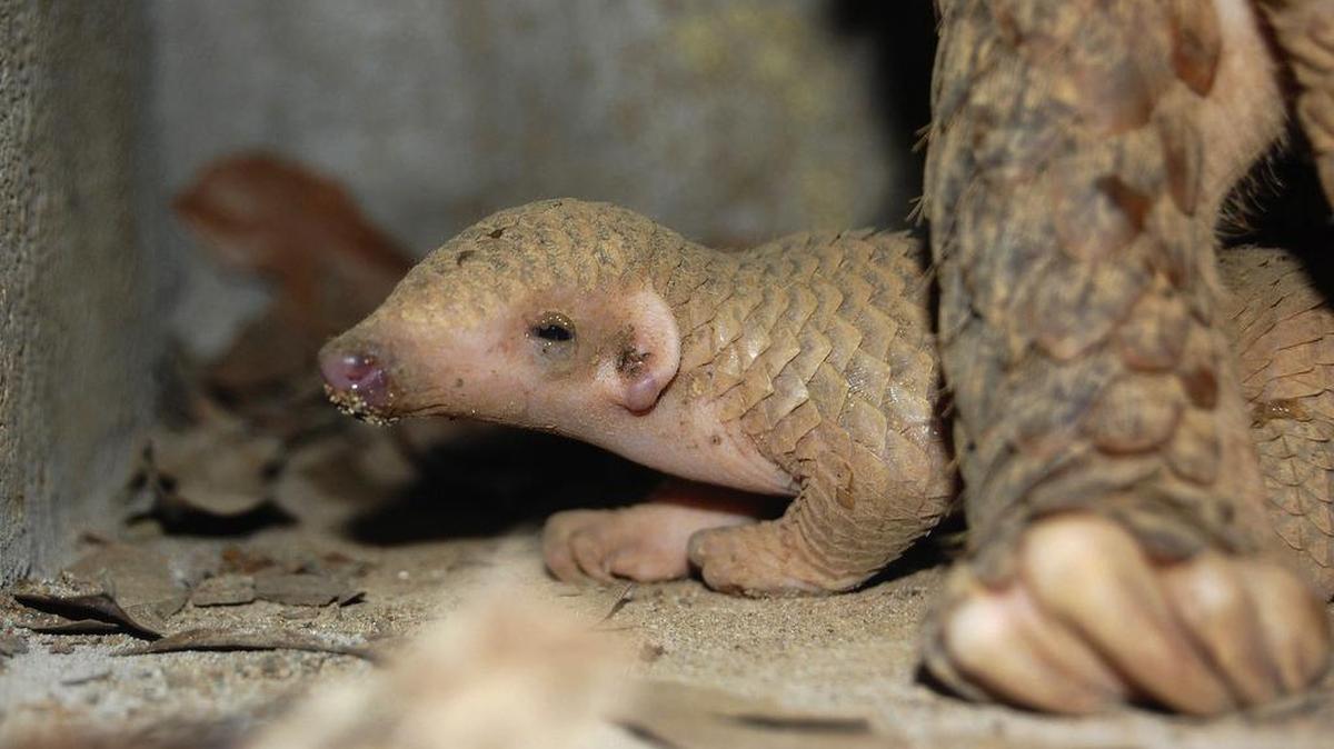 Fotografía facilitada por la organización vietnamita Save Vietnam's Wildlife, de una cría de pangolino rescatada del tráfico ilegal en Vietnam por dicha organización. La voracidad de chinos y vietnamitas por degustar animales salvajes y las creencias de la medicina tradicional amenazan la supervivencia del pangolín, un pequeño mamífero de aspecto prehistórico con forma de oso hormiguero y piel de caimán que vive en las selvas de Asia y África.
