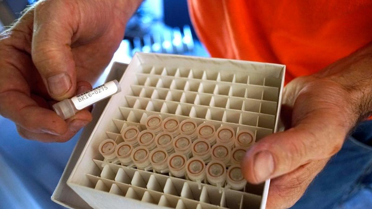 En algunos casos, los virus, hongos y bacterias pudieran ser más resistentes a los medicamentos.