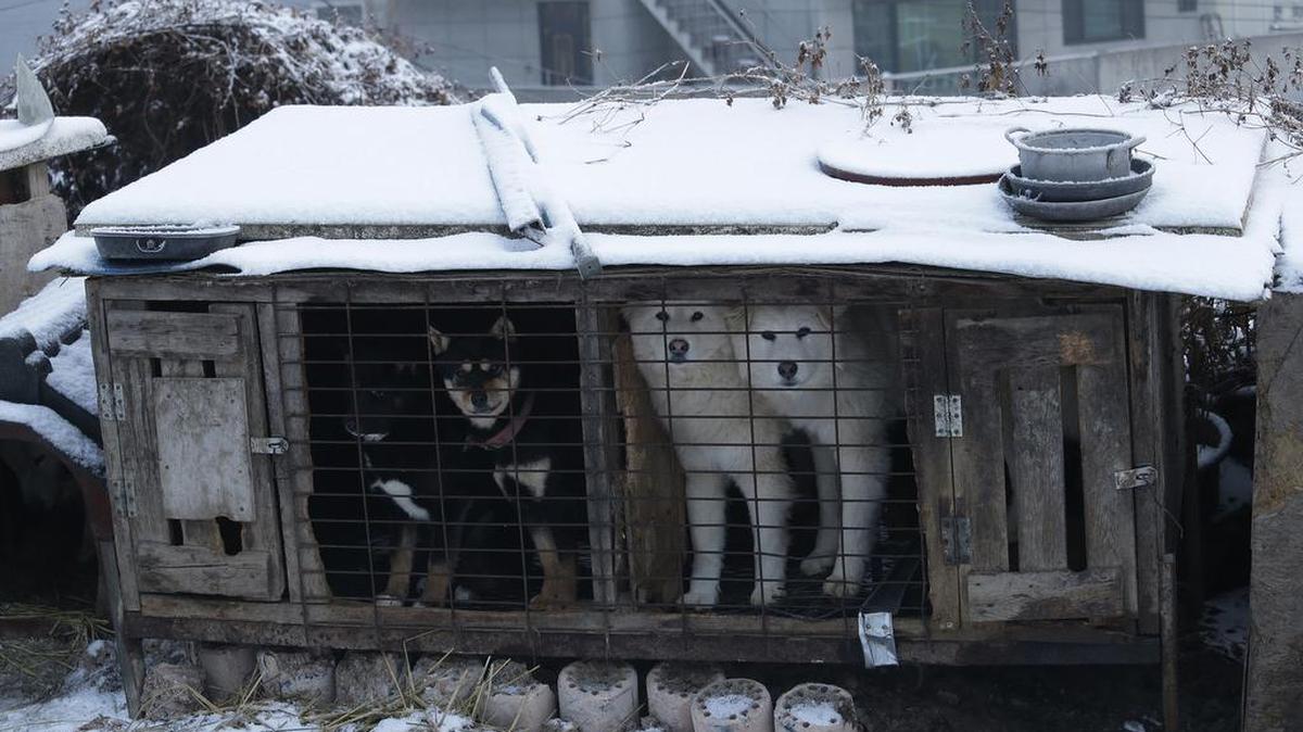 ARCHIVO - Esta fotografía muestra unos perros en jaulas en un criadero de Siheung, Corea del Sur, el 23 de febrero de 2018.