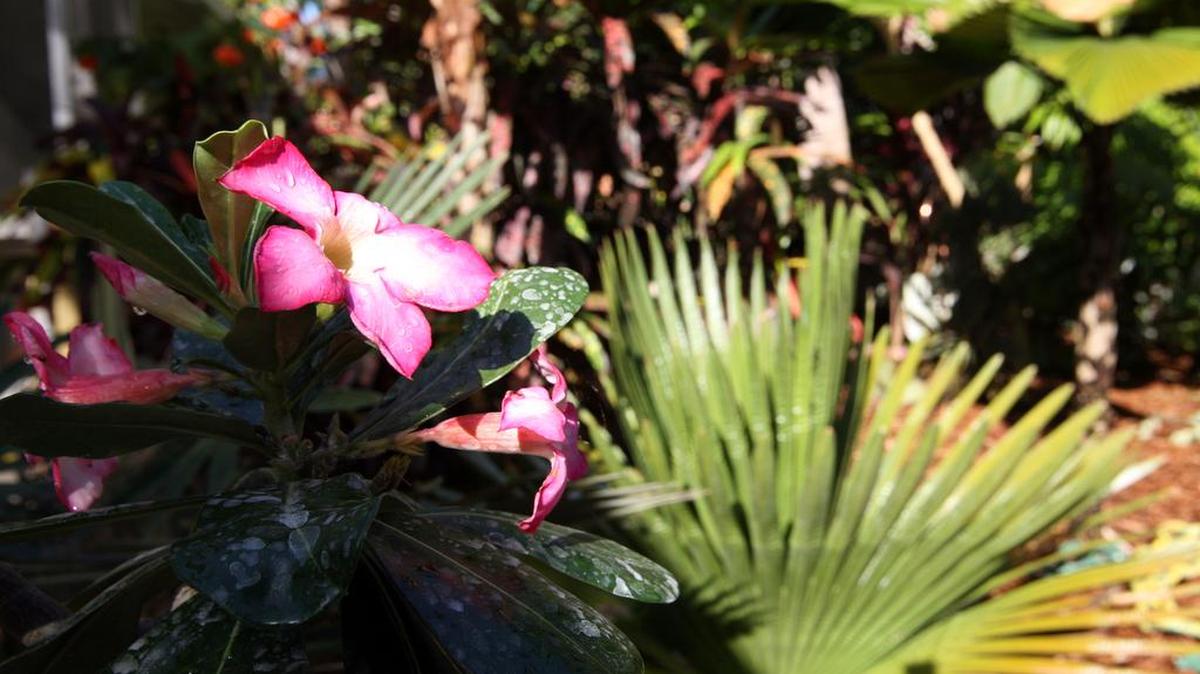 Un jardín en Miami.