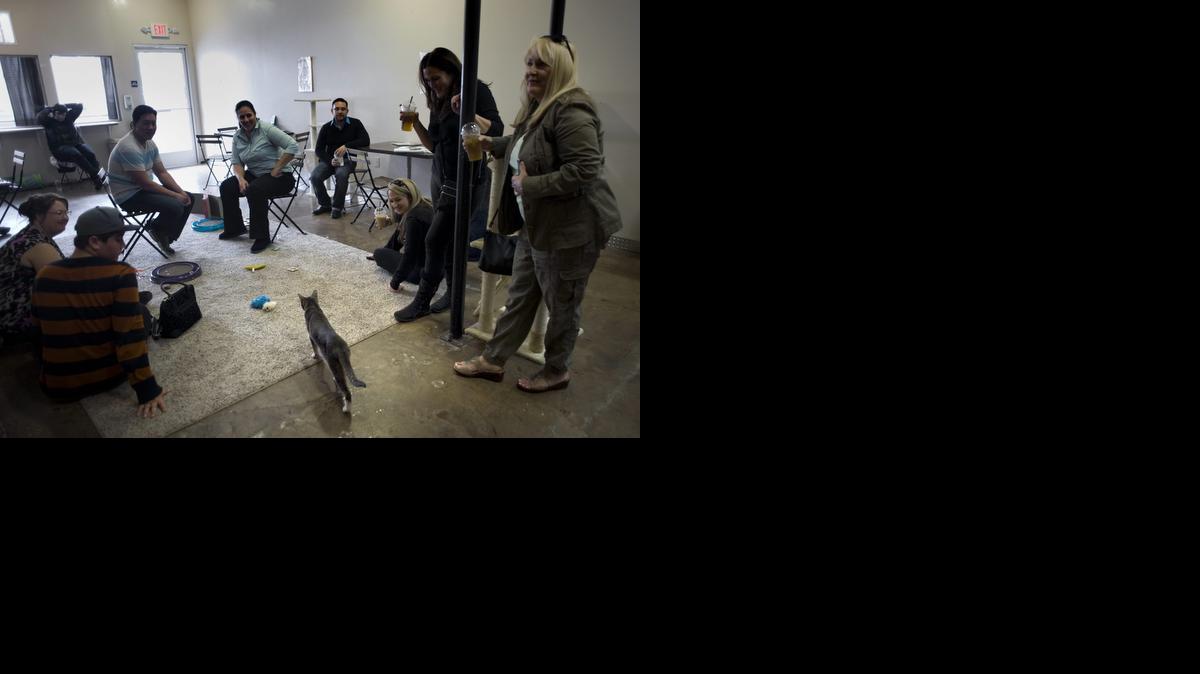 
Un grupo de clientes juega con Giselle, gata en adopción, en el "Cat Café" el 28 de enero de 2015 en San Diego, California (EE.UU.). Con la puesta en marcha de uno de los denominados "Cat Café", los amantes de los gatos en la ciudad californiana de San Diego ya cuentan con un espacio en donde degustar una bebida o un bocadillo a la vez que departe con uno de estos felinos. San Diego se sumó a la lista de las pocas ciudades en Estados Unidos que cuenta con uno estos locales y sigue el ejemplo de Oakland (California), quien abrió el primero en el país en octubre pasado, tras lo cual le siguieron Nueva York, Denver (Colorado) y Naples (Florida). 
