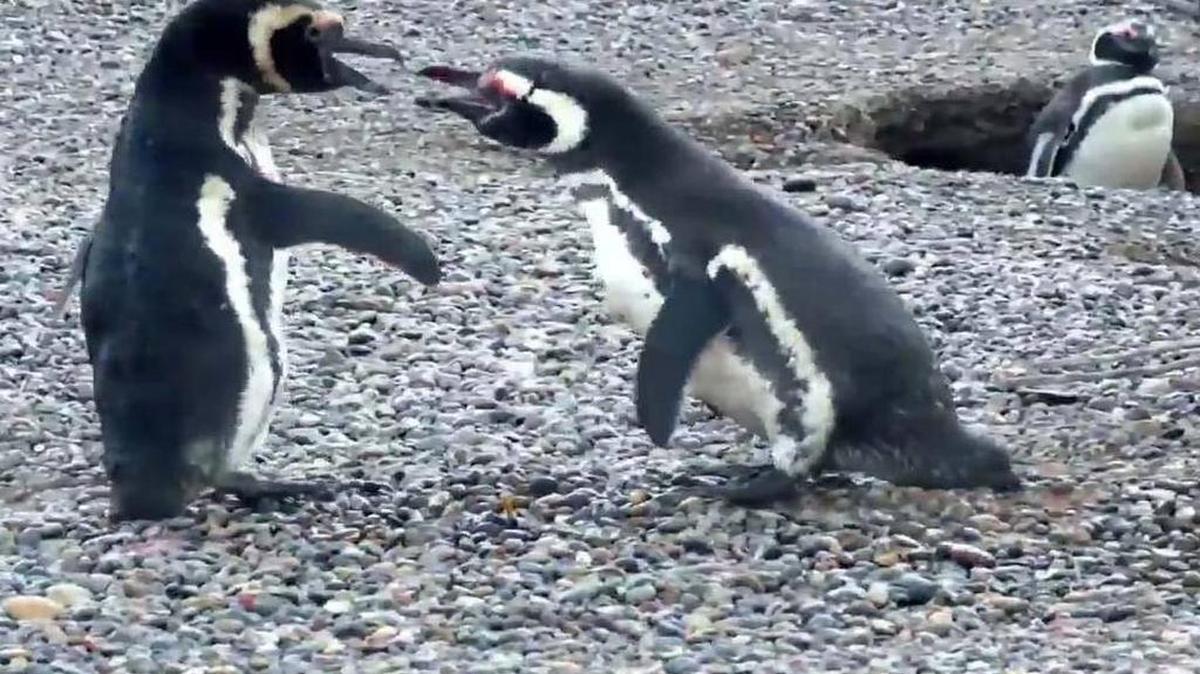 Dos pingüinos luchan por los afectos de una hembra.