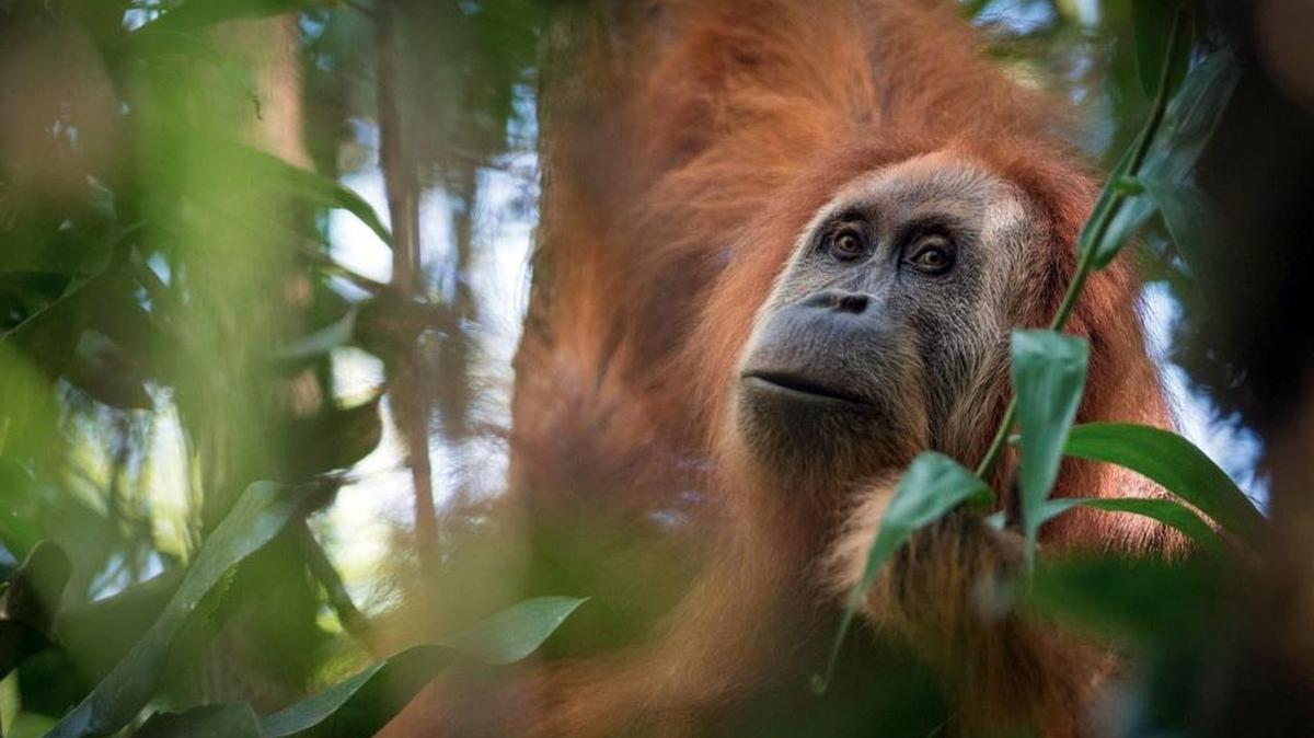 Fotografía facilitada por el Sumatran Orangutan Conservation Programme (SOCP) de uno de los ejemplares de una población de orangutanes hasta ahora desconocida, bautizada como los Tapanuli, que viven en el norte de Sumatra (Indonesia), que ha sido descrita por investigadores de la Universidad de Zurich (Suiza), del Instituto de Biología Evolutiva (IBE-CSIC) y del Centro de Regulación Genómica (CNAG-CRG) de Barcelona, y que podría ser la especie de gran simio más amenazada.