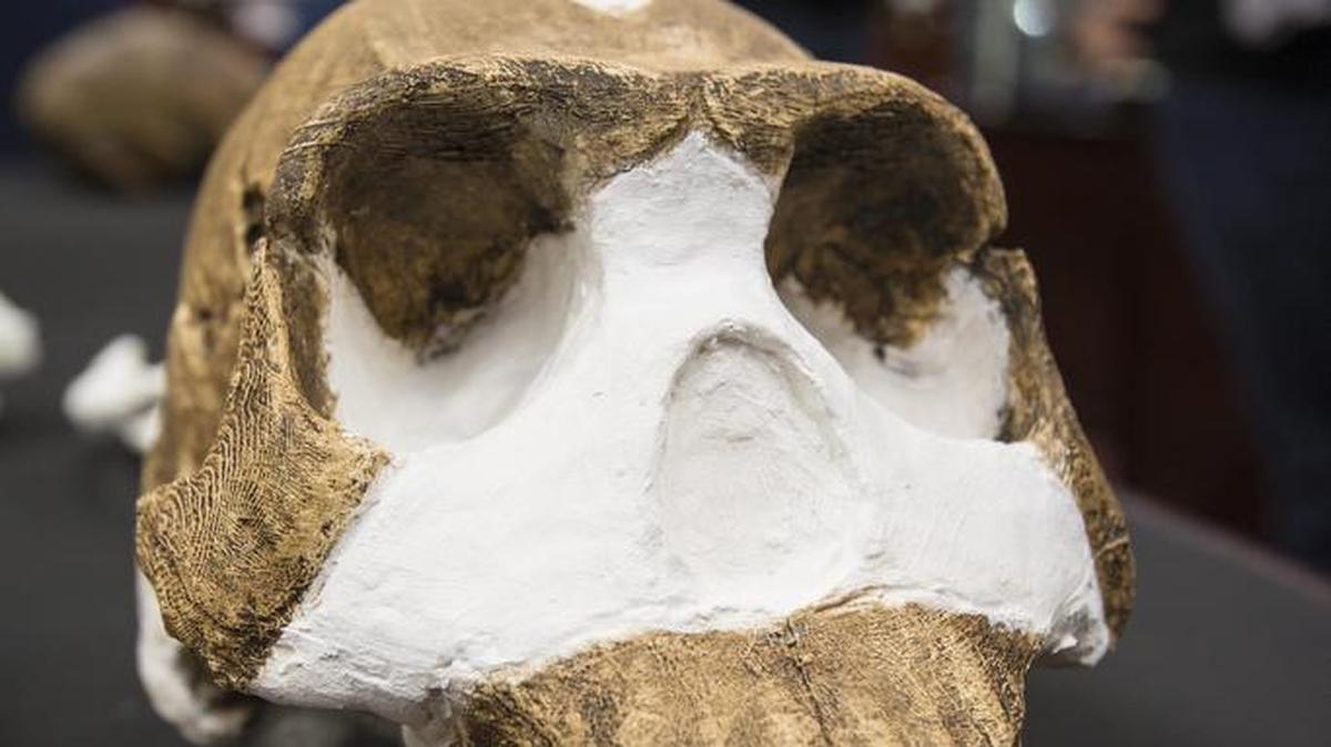 
Fotografía facilitada por la Universidad de Wits del 7 de septiembre de 2015 que muestra el cráneo de la nueva especie de homínido descubierta el "Homo Naledi". 
