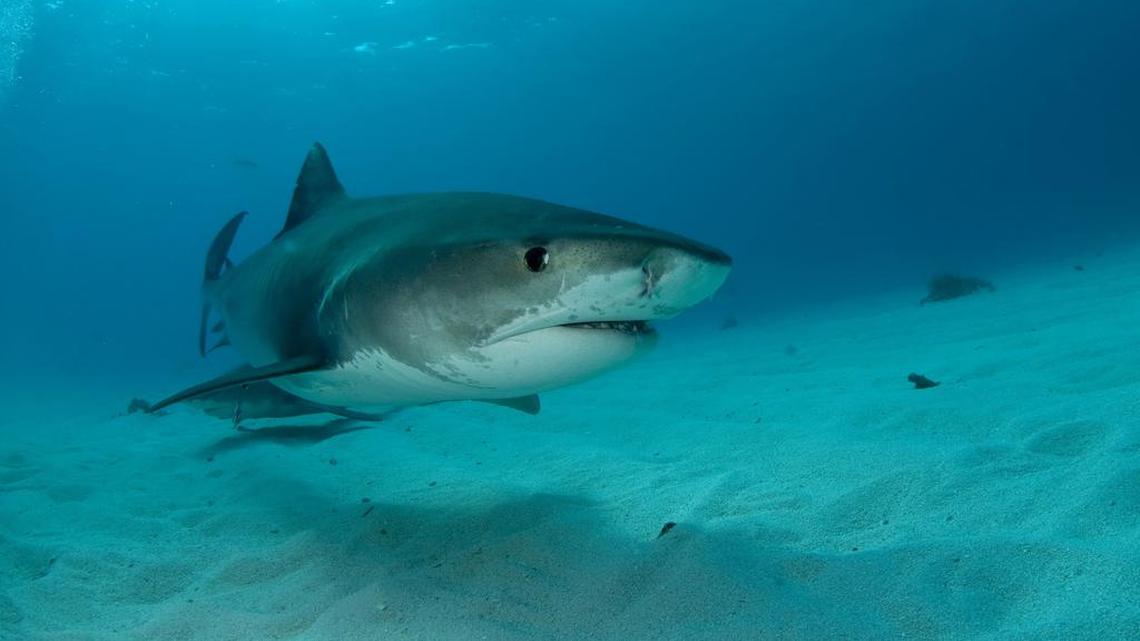 El jovencito, que vive en Iowa, estaba en la playa Stuart Beach nadando en su tabla cuando un tiburón lo mordió.