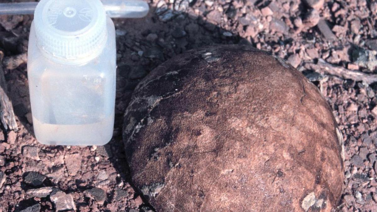 
Paleontólogos lograron “tomar” la temperatura de dinosaurios que vivieron en Argentina hace unos 80 millones de años analizando la cáscara fosilizada de sus huevos.
