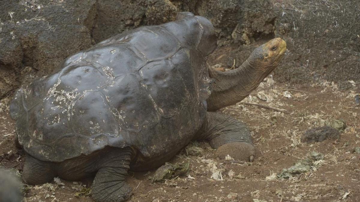 Diego es una tortuga de la especie Chelonoidis hoodensis, tiene más de 100 años y comparte con seis hembras un corral del centro de crianza de tortugas terrestres del Parque Nacional Galápagos en Puerto Ayora, Ecuador.