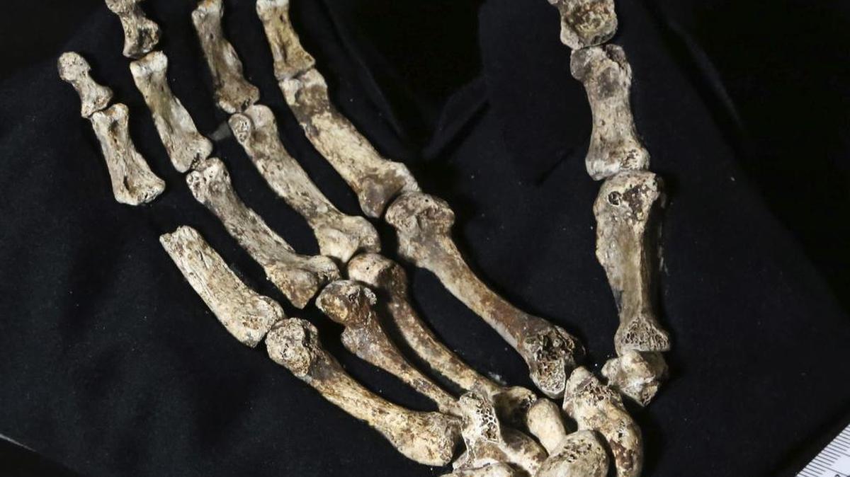 
 Fotografía facilitada por la Universidad de Wits tomada el 13 de noviembre de 2014 que muestra el esqueleto de la mano de la nueva especie de homínido descubierta, el "Homo Naledi".  
