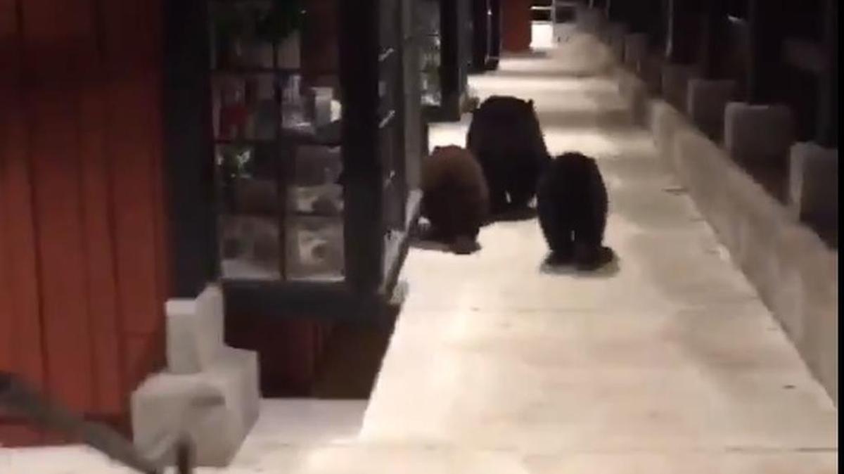 Captura de pantalla del video en el que se ve a los tres osos corriendo por un centro comercial en Tahoe City, California