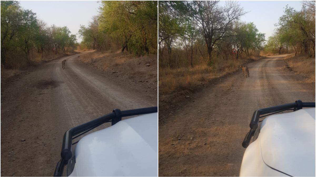 Un funcionario del parque que conducía por Mlawula vio un guepardo. El icónico gato montés, considerado localmente extinto, fue visto en el país africano por primera vez en 42 años, según muestran las fotografías.