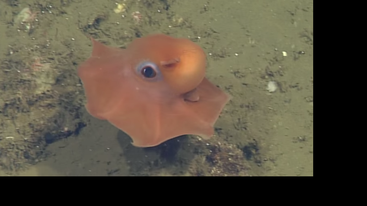 
Investigadores de California estudian a un pequeño pulpo rosado que hasta ahora no había sido catalogado y como se muestra tan adorable consideran la idea de llamarlo “Opisthoteuthis Adorabilis”.

