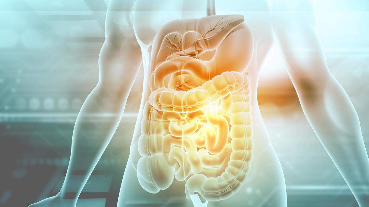 El sistema digestivo humano
