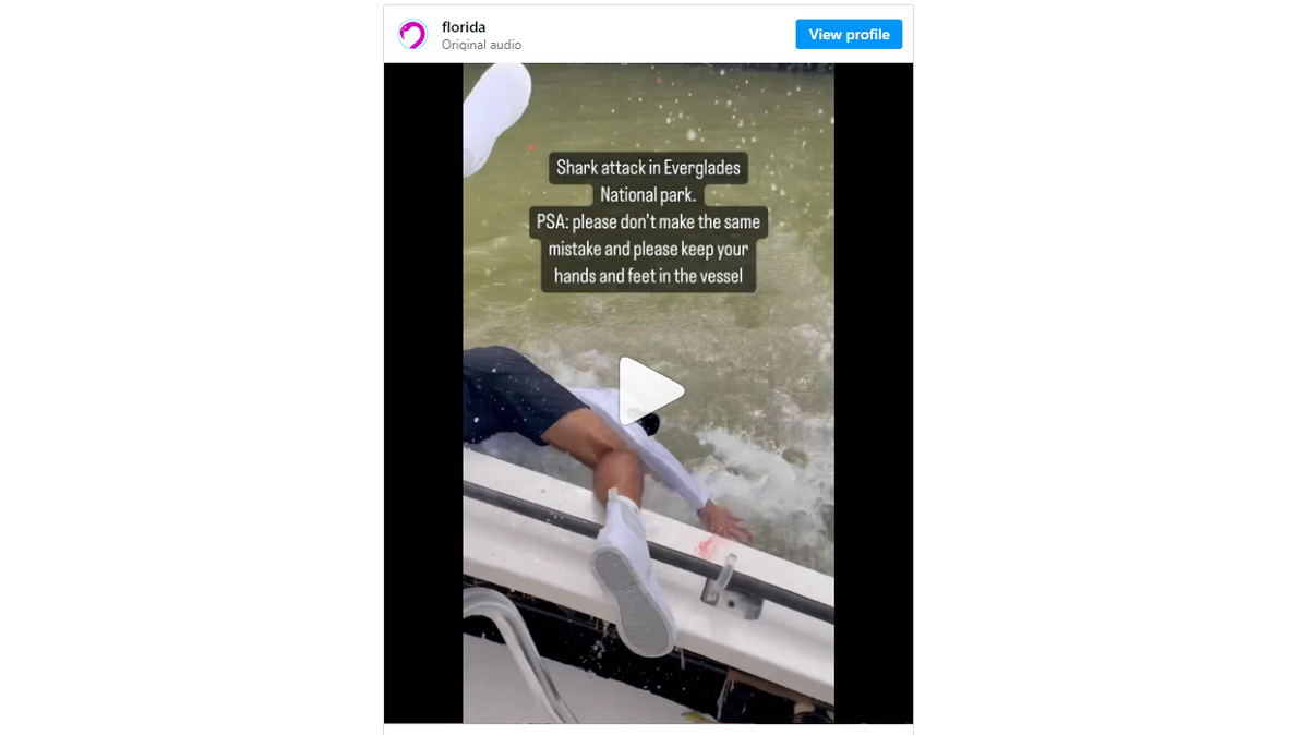 Video muestra momento en que tiburón le muerde la mano a un hombre en los Everglades de la Florida