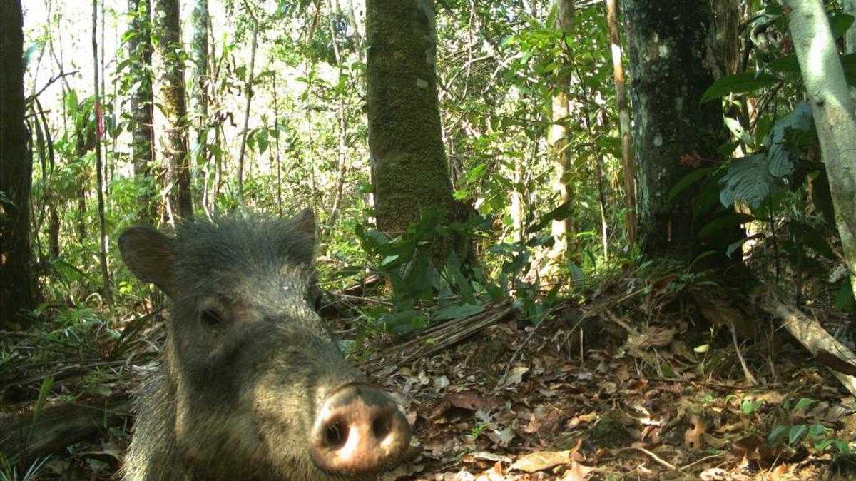 Fotografía cedida hoy, martes 26 de abril de 2016, de un pecarí en el Amazonas peruano tomado por "cámaras trampa" colocadas por un equipo de científicos del Museo Field de Chicago (EE.UU.). "Ningún científico había visitado antes el área, y mucho menos lo había documentado con cámaras que se activan con el movimiento y que permitieron obtener intimidades de los animales", declaró hoy a Efe Jon Markel, especialista en sistemas de información geográfica del museo y participante en la expedición. Las imágenes, que se exhiben en el portal del museo en internet, "son increíbles y las primeras de su tipo grabadas por la ciencia" en una zona a la que solamente se accede en helicóptero, agregó.