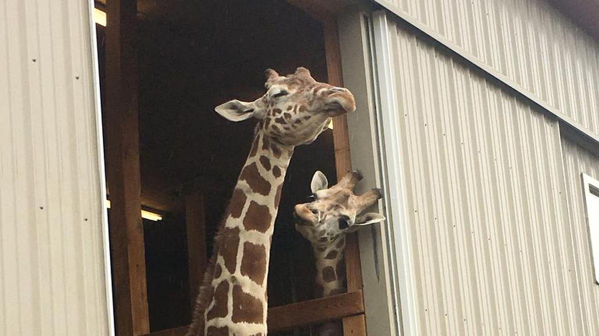 April, de 15 años, junto a su cría en el zoológico Animal Adventure Park en Harpursville, Nueva York. April se ha convertido en uno de los animales más célebres del mundo, seguida por millones de curiosos a través de una cámara que retransmite en directo cada segundo de su vida a la espera de que dé a luz.