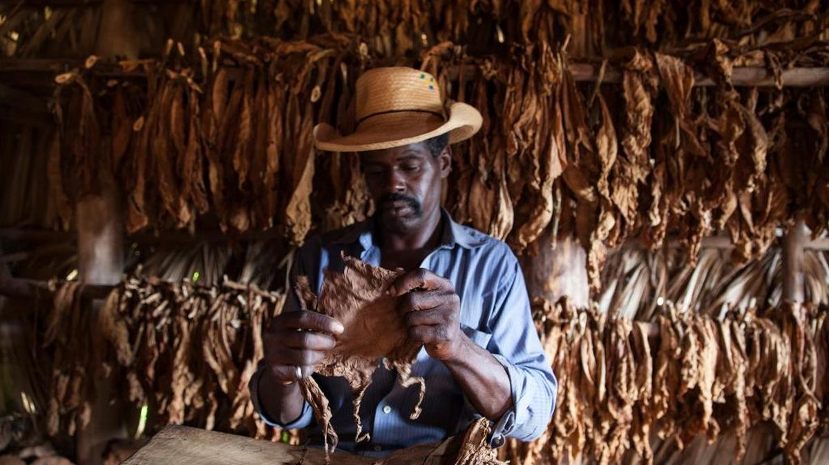 Foto de archivo de un cubano preparándose para torcer un tabaco en Pinar del Río.